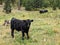 Young Free Ranging Beef Cow And Bull In The Forest