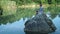 A young freelance guy sits on a stone in the middle of a lake with a laptop. Freelance concept. Work on travel. Wireless