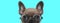 Young French Bulldog dog with face half exposed, wearing eyeglasses