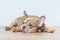 Young French Bulldog dog puppy with healthy nose