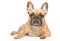 Young French Bulldog graceful lying