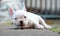 Young french bulldog lying on the concrete floor.