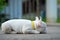 Young french bulldog lying on the concrete floor.