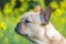 Young French Bulldog Profile View