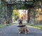 Young French Bulldog sitting in front of stone gateways.