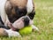 Young french Bulldog with a tennis ball