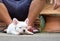 Young french bulldog white lying on concrete floor.