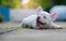 Young french bulldog white lying on the concrete floor.