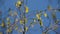 Young fresh birch catkins on a blossoming tree betula pendula.