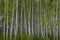 Young fresh birch forest with bright green foliage