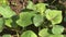 Young fresh buckwheat sprouts on summer farm field