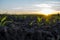 Young fresh corn seedling close up. Maize growing in a fertile soil on a field in sunset sky. Cultivating of sorts corn