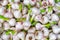 Young fresh garlic pattern background. Close up