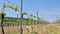 Young fresh green branches of vines in vineyard in early spring