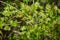 young fresh green mapple tree leaf on blue sky background