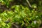 young fresh green mapple tree leaf on blue sky background