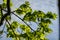 young fresh green mapple tree leaf on blue sky background