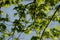 young fresh green mapple tree leaf on blue sky background