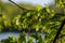 young fresh green mapple tree leaf on blue sky background