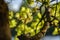 young fresh green mapple tree leaf on blue sky background