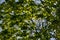 young fresh green mapple tree leaf on blue sky background