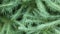 young fresh green needles of coniferous spruce branches of evergreen Christmas pine fir tree