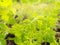 Young fresh growing green leaf sprout of carrot