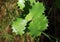 Young fresh ilex leaves close up. In the mountains of the province of alicante