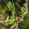 Young fresh leaves of almond tree. Open bud come into the leaf on the tree branch. Buds blossom on the trees. Wild spring nature.