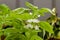 Young and fresh leaves and blossom of basil