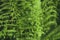 Young fresh leaves of fern. Athyrium filix-femina or Common Lady-fern close-up. Nature background