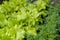 Young fresh lettuce with fragrant dill in ecological home farm. Eco-friendly formal vegetable backyard garden. Green organic