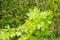 Young fresh maple leaves Acer platanoides in spring forest.