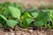 Young fresh organic spinach plants and drip irrigation system in a greenhouse