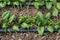 Young fresh organic spinach plants and drip irrigation system in a greenhouse