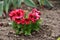 Young and fresh pelargonium bush closeup, grows in the home garden, in spring