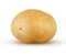Young fresh potato isolated on white. Excellent quality and detail. Intact single potato starch. Organic food, agriculture harvest
