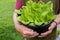 Young Fresh Romaine Plants