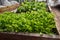 Young fresh salad grows up in a greenhouse