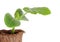 Young fresh seedling in peat pots isolated over white