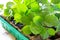 Young fresh seedling stands in a container on a wooden table. Eggplant plantation.