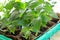 Young fresh seedling stands in a container on a wooden table. Pepper plantation.