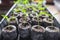 Young fresh seedling stands in plastic pots. cucumber plantation. cultivation of cucumbers in greenhouse.