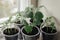 Young fresh seedling stands in plastic pots on the window. cucumber plantation. cultivation of cucumbers in greenhouse. Cucumber