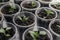 Young fresh seedling stands in plastic pots on the window. Paprika plantation. cultivation of peppers in greenhouse. .peppers