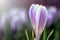 Young fresh shoot flower with unopened bud, soft focus, gentle light. Violet flowers of crocuses in fog, dreamy romantic of spring