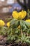 Young fresh shoots flowers on the flowerbed, gentle light. Yellow flowers, dreamy romantic of spring, Macro