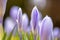 Young fresh shoots flowers with unopened buds, soft focus, gentle light. Violet flowers of crocuses, dreamy romantic of spring,