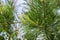 Young fresh shoots, pine coniferous tree blooming in spring. Beautiful green spring nature background