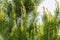 Young fresh shoots, pine coniferous tree blooming in spring. Beautiful green spring nature background